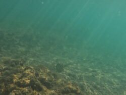 The Underwater World of Electric Beach, Hawaii