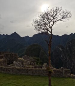 A Tree Grows in Machu Picchu