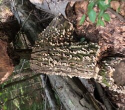 Fungus on a Log