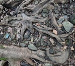 A Natural Collage in Driftwood