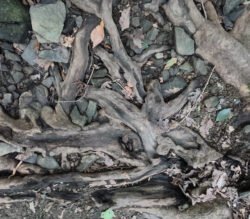 A Natural Collage in Driftwood
