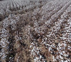 A Field of Cotton.