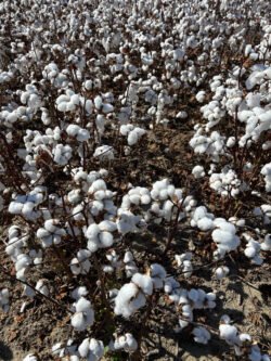 A Field of Cotton