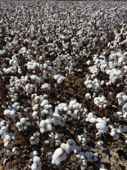 A Field of Cotton