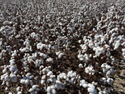 A Field of Cotton