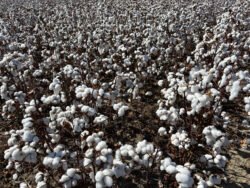 A Field of Cotton