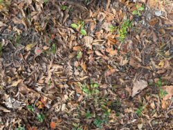 Leaves on Green