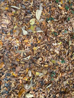 A natural autumn montage of dried leaves covering a crushed gravel road.