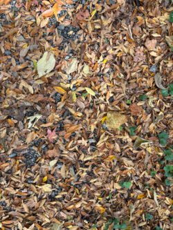 Leaves on Green and Gravel
