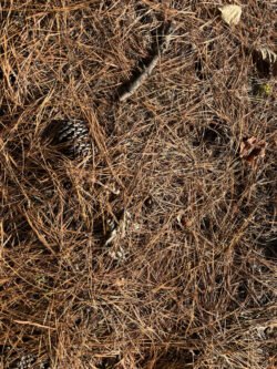 A covering of dried pine straw (pine needles)  with an accompanying pinecone