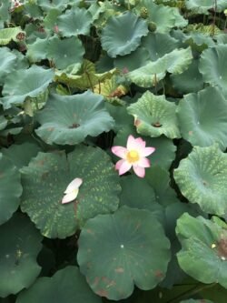Lotus Blossom