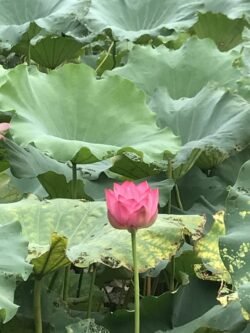 Lotus Blossom