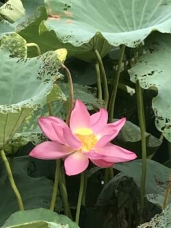 Lotus Blossom