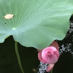 Lotus Plant with Budding Flower. Photo was taken by Winnie Charest