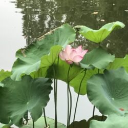 Lotus Blossom. Photo was taken by Winnie Charest