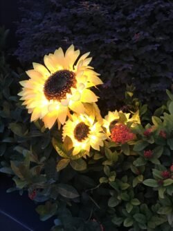 Illuminated Sunflower