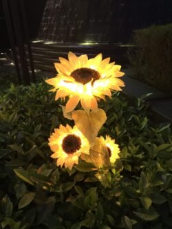 Illuminated Sunflower