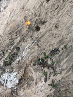 Mud Flows After A Rain