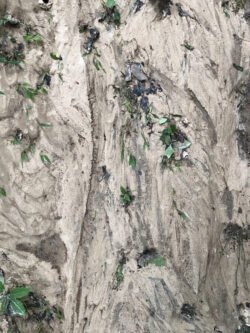 Mud Flows After A Rain