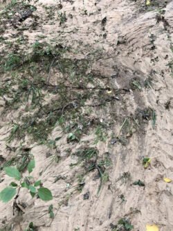Mud Flows After A Rain