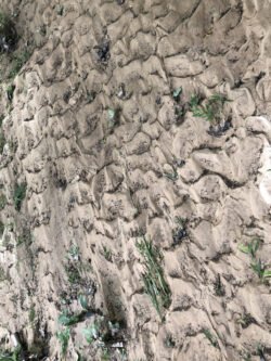 Rivers of Sand