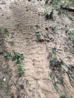 Rivers of Sand