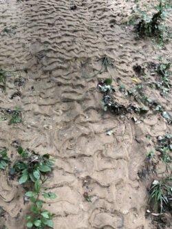 Rivers of Sand