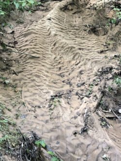 Rivers of Sand