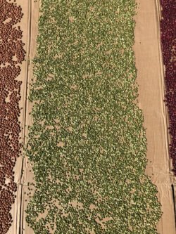 A Field of Beans