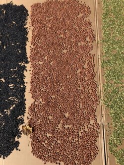 A Field of Beans