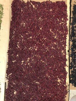 A Field of Beans