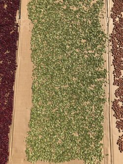 A Field of Beans
