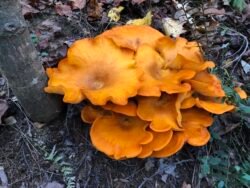 A Fungus