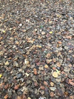 A Carpet of Autumn Leaves