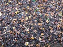A Carpet of Autumn Leaves
