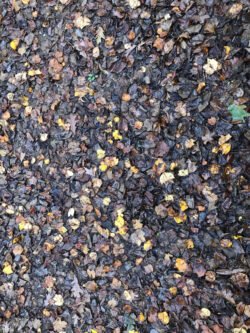 A Carpet of Autumn Leaves