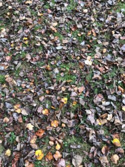 A Carpet of Autumn Leaves