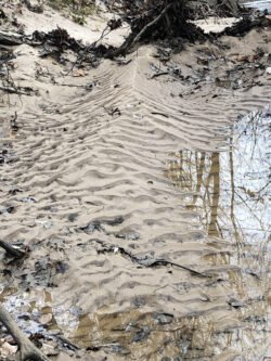 Ripples in the Sand