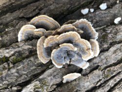 Tree Fungus on a Stump