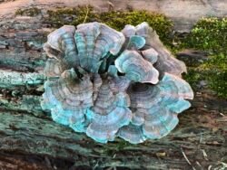 Blue Mushroom