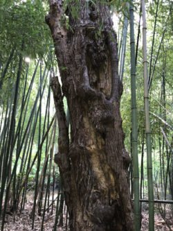 A Tree In A Bamboo Forest