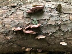 Living Textures