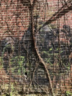 Vines on a Wall