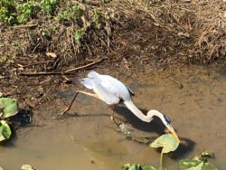 A blue Heron catching Lunch.