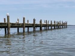 Birds on a Pier