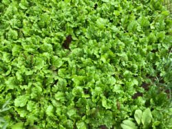 Field of Greens