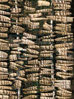 Drying Bamboo