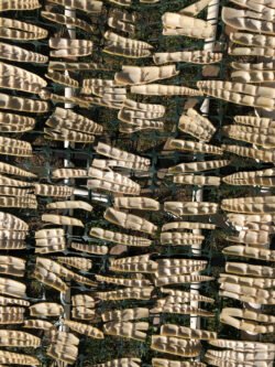 Bamboo Shoots