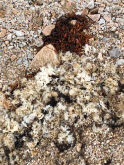 Seaweed On The Beach