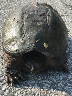 Alligator Snapping Turtle